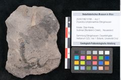 Foto (Objekt + Etikett) von Dryandra comptoniaefolia Ettingshausen (NHMW-GEO-2024-0188-10188)